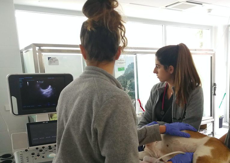 Tratamiento procesionaria perros