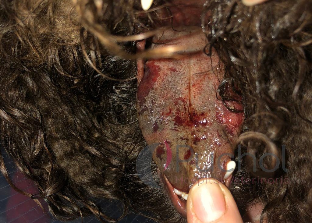 Lesión en lengua de perro por procesionaria