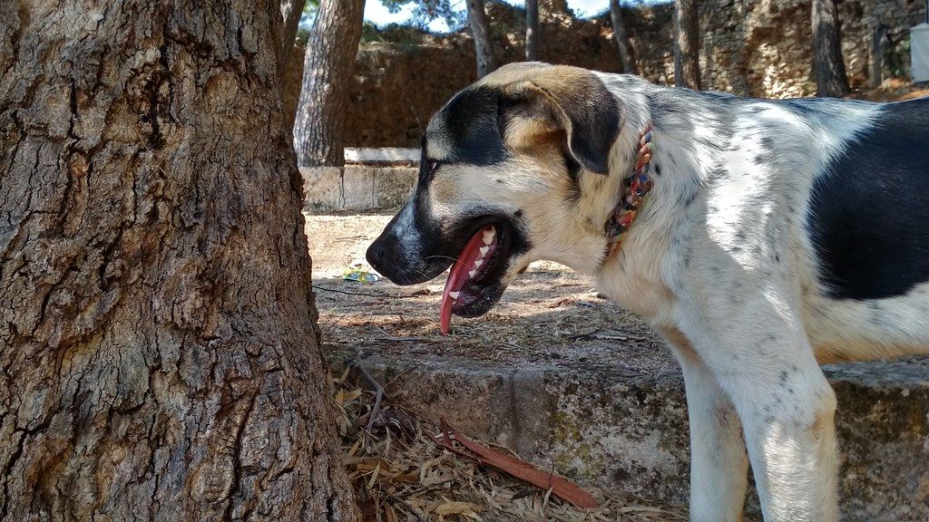 Perro olisqueando en pinar
