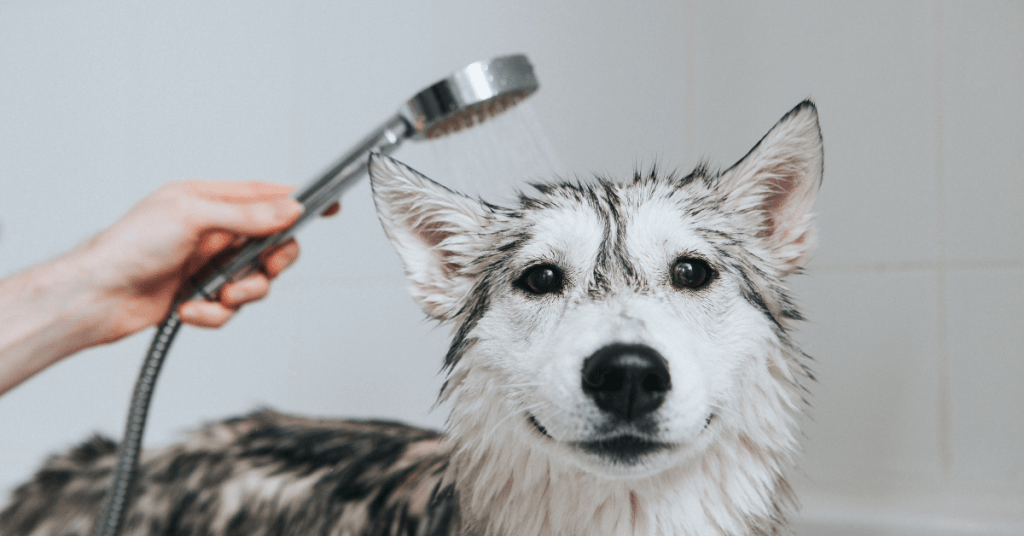 Husky mojándose para reducir su temperatura Husky mojándose para reducir su temperatura