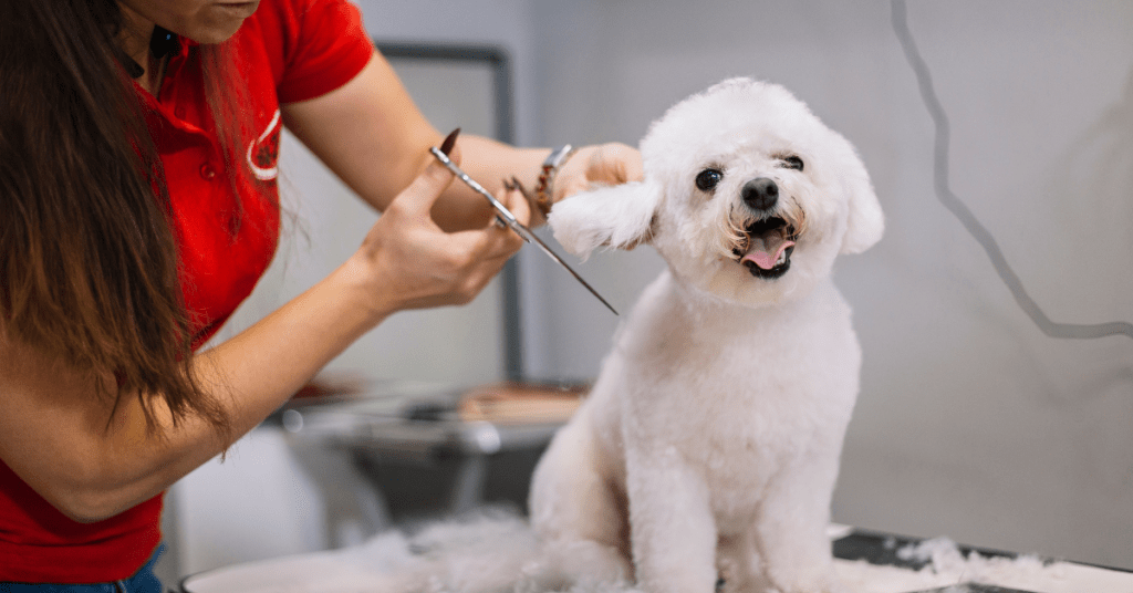 Perro en peluquería Perro en peluquería