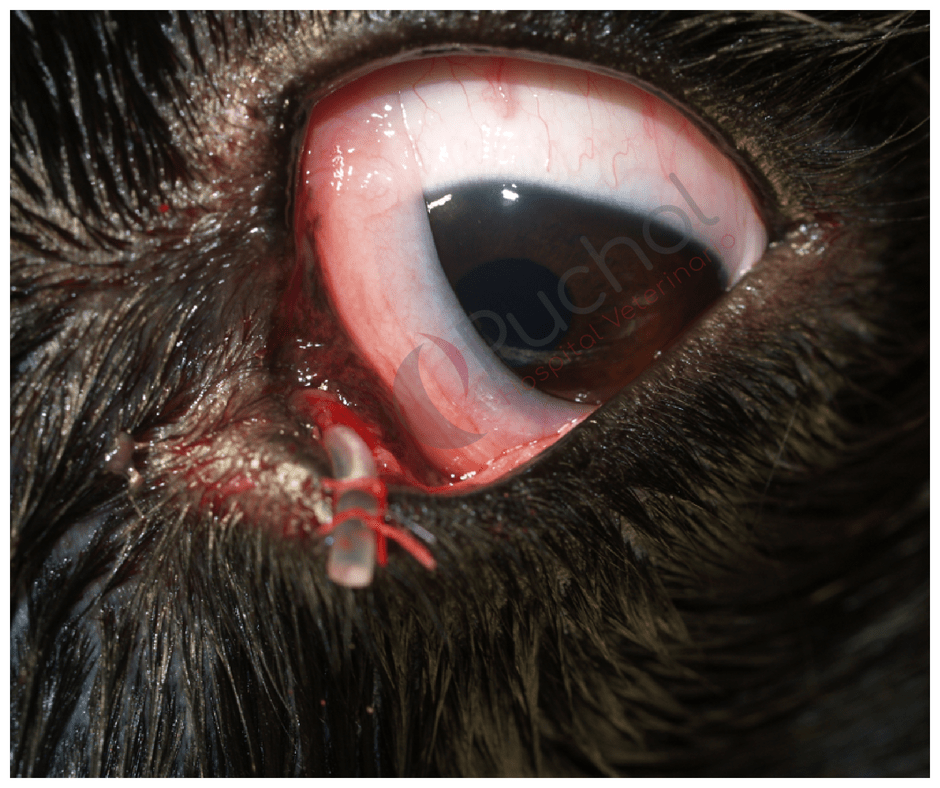 tratamiento lacrimeo canino