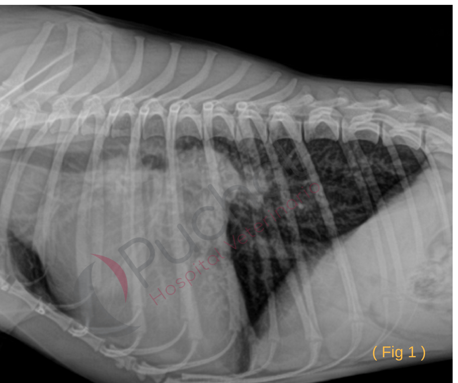 Soplo en perro: radiografías de tórax