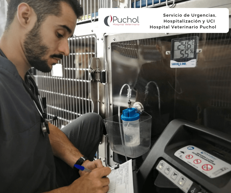 urgencias veterinarias: actuación rápida