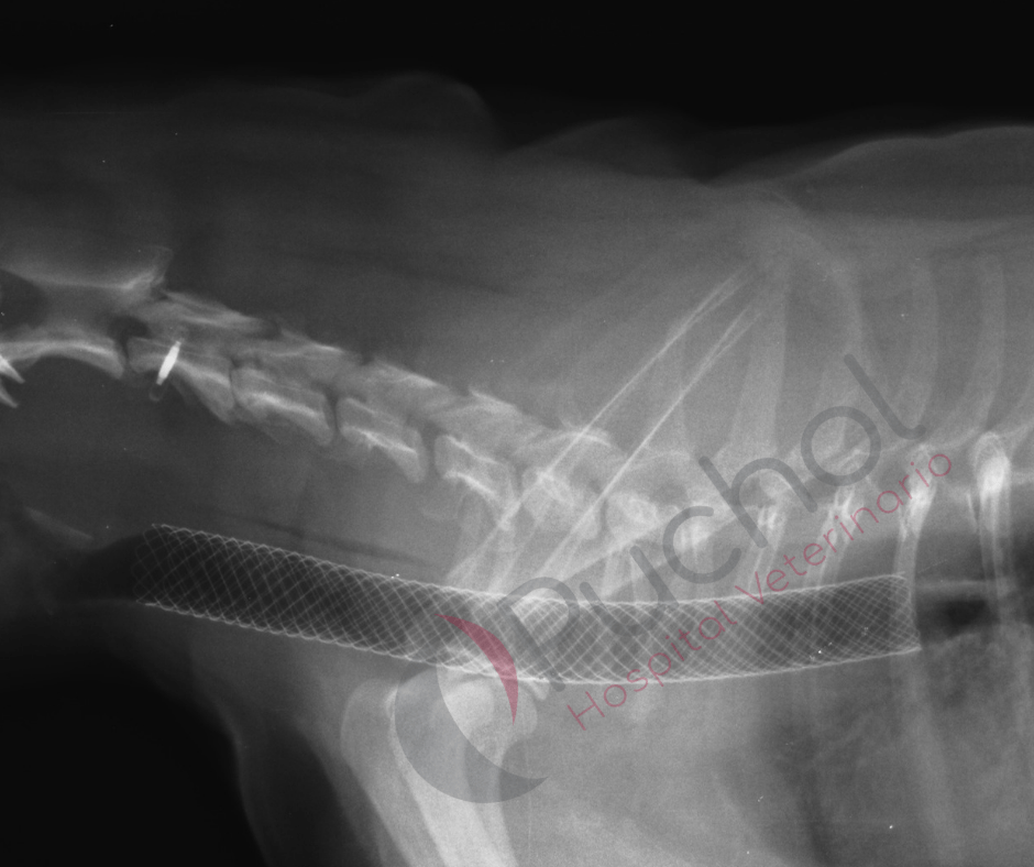 tratamiento quirúrgico urgencias respiratorias