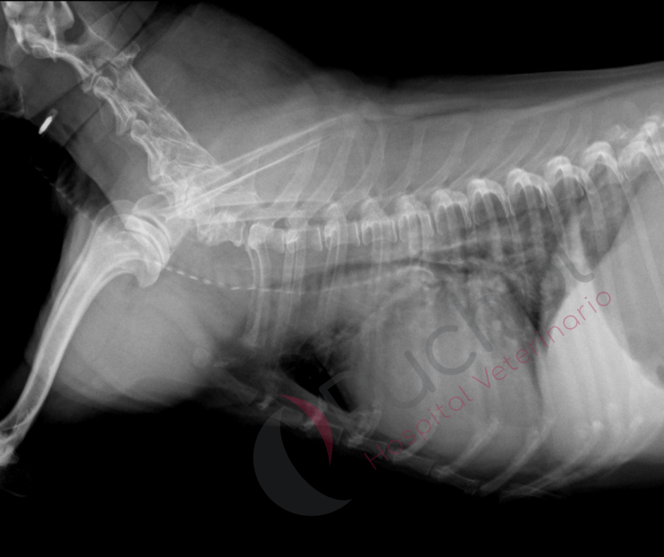 radiografías torácicas de perro con disnea severa