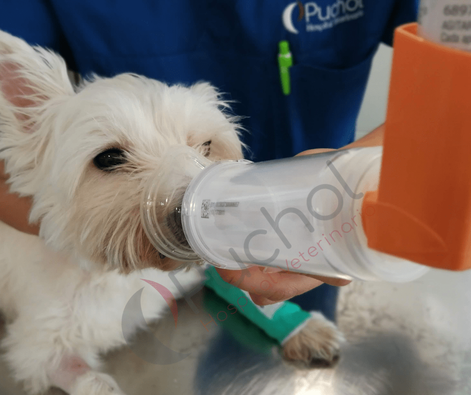 cámara pedriática de inhalación con perro con disnea severa