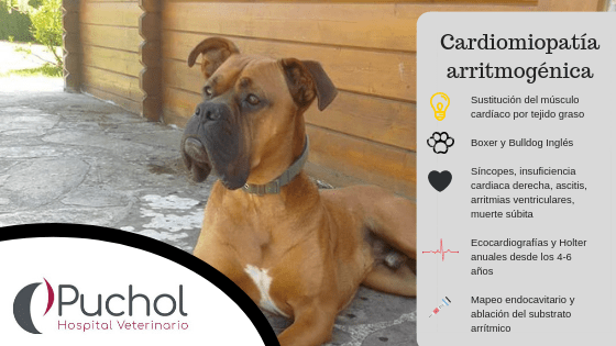 cardiomiopatía arritmogénica en perros