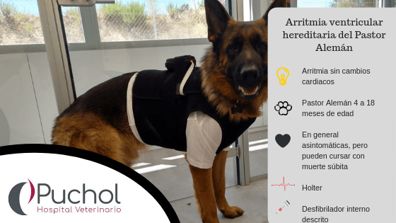 Arritmia ventricular hereditaria de un perro pastor alemán