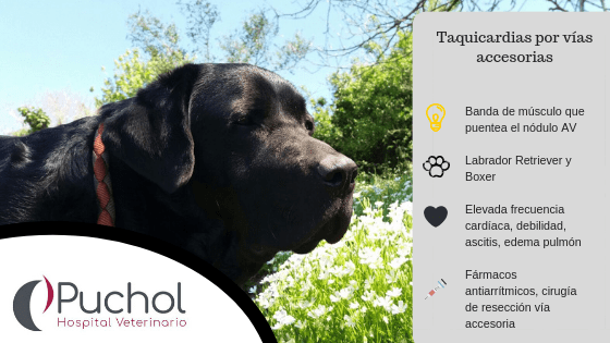 Taquicardias mediadas por vías accesorias en perros