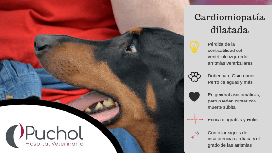 cardiomiopatía dilatada en perros