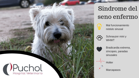 Síndrome del seno enfermo en perros