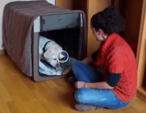 Solución para perro con miedo a petardo