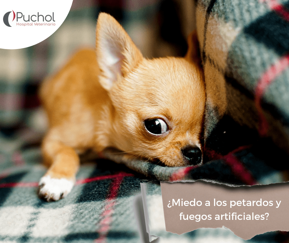 Perro con miedo a petardo