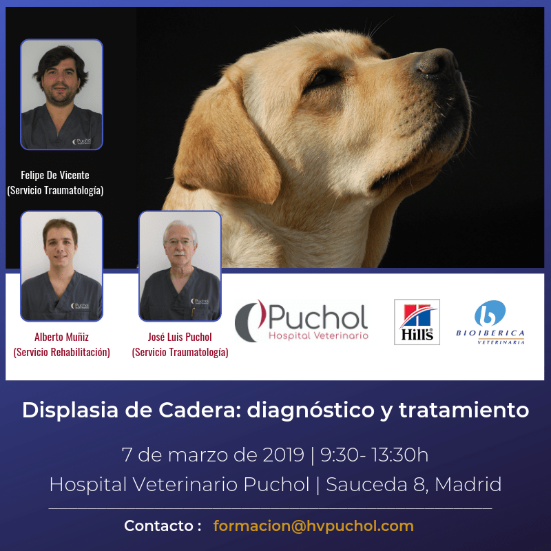 displasia de cadera en perros tratamiento
