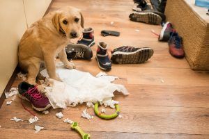 Ansiedad por separación en perros