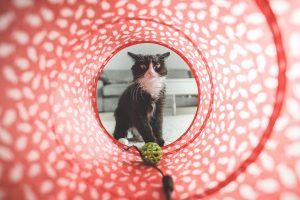 Juega con tu gato