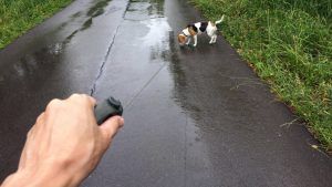 Perro pasea con correa larga