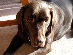Síntomas y tratamiento del hipotiroidismo en perros