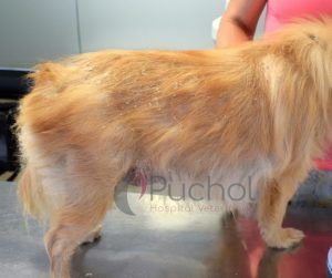 Alopecia endocrina por hipotiroidismo