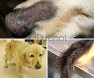 Signos dermatológicos en hipotiroideos