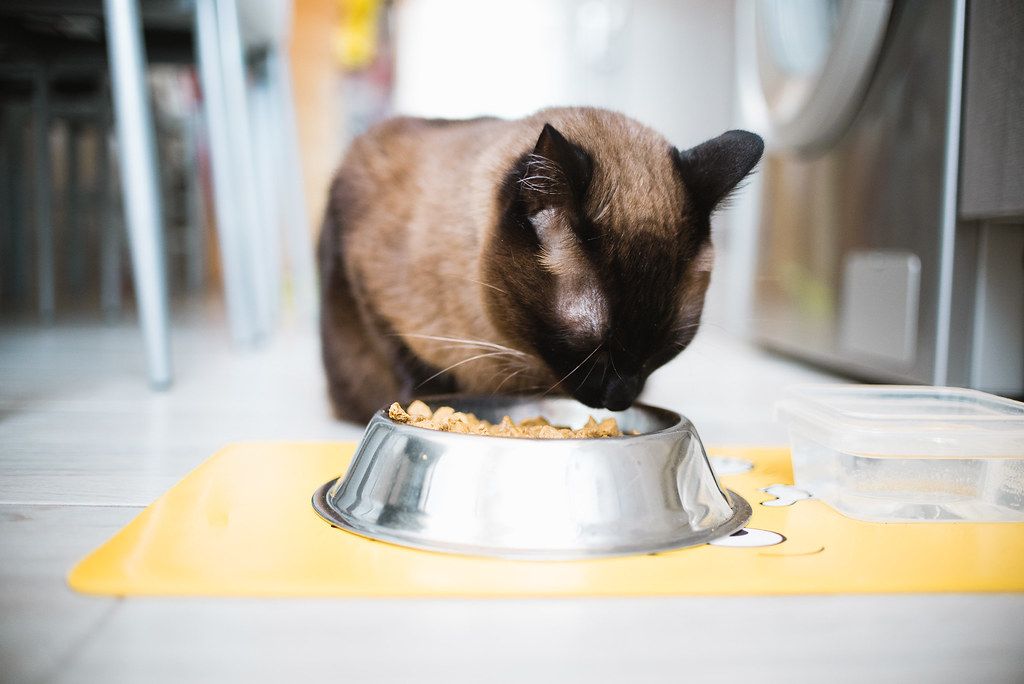 Comida de dieta gatos