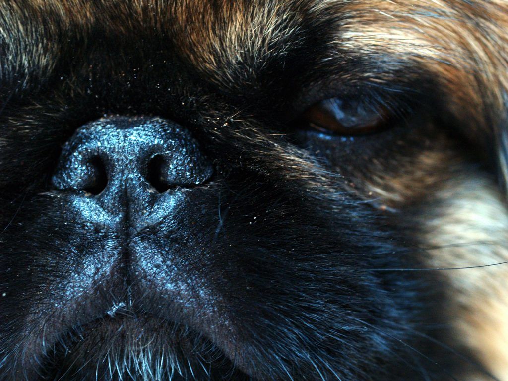 Perro braquicéfalo con pliegues nasales