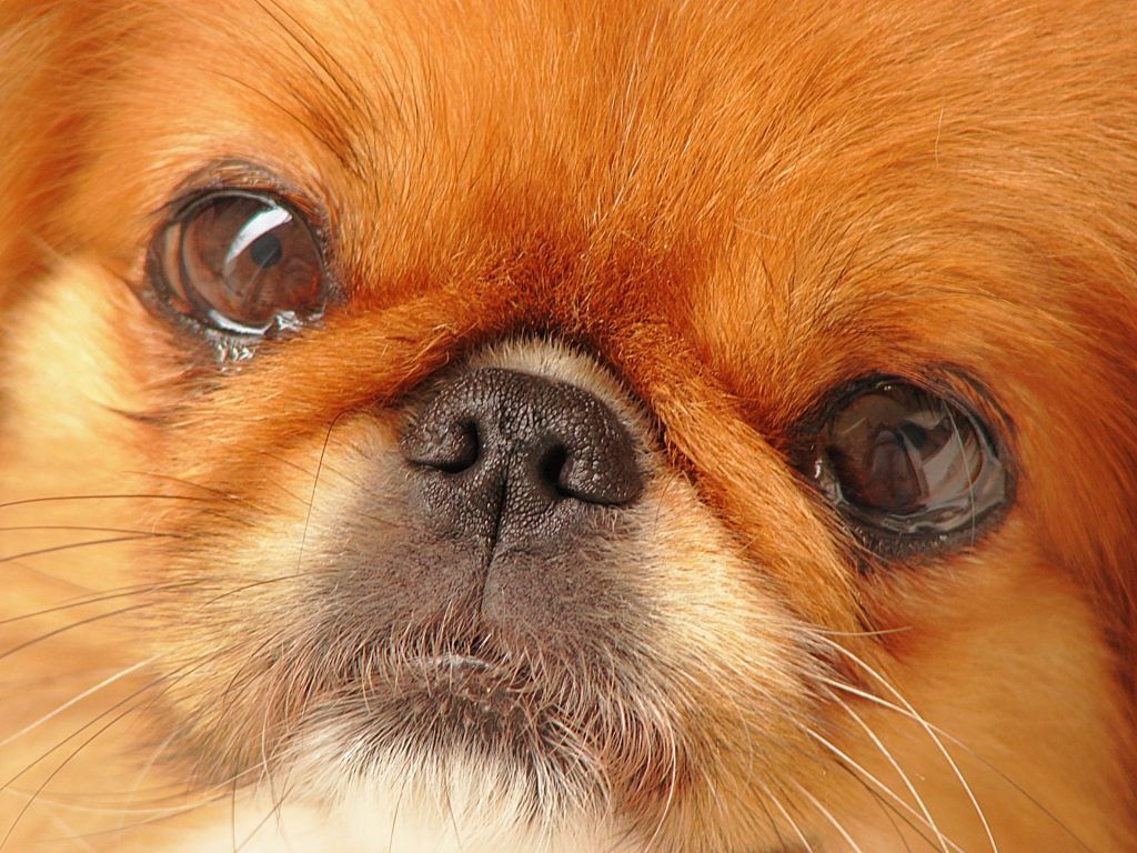 mi perro tiene el ojo rojo