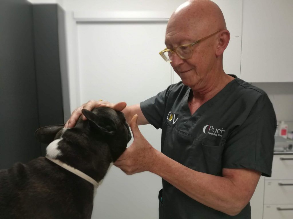oftalmologo veterinario