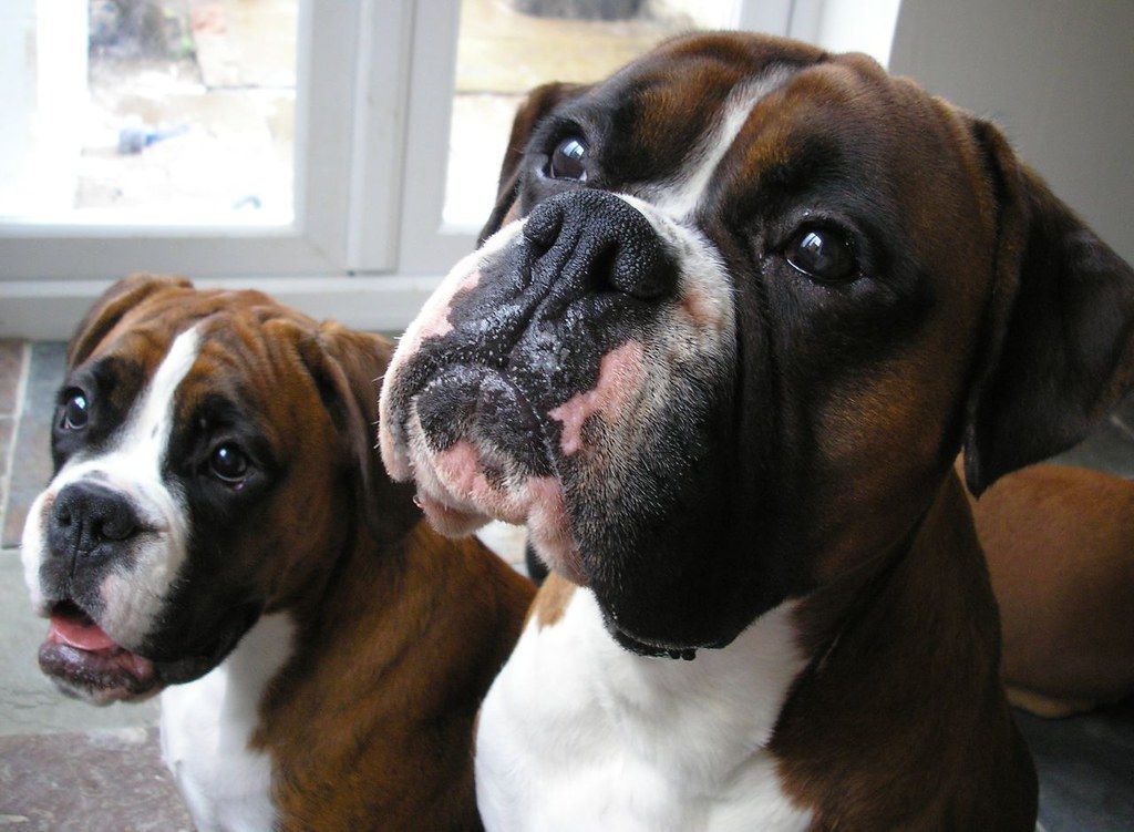 perro raza boxer
