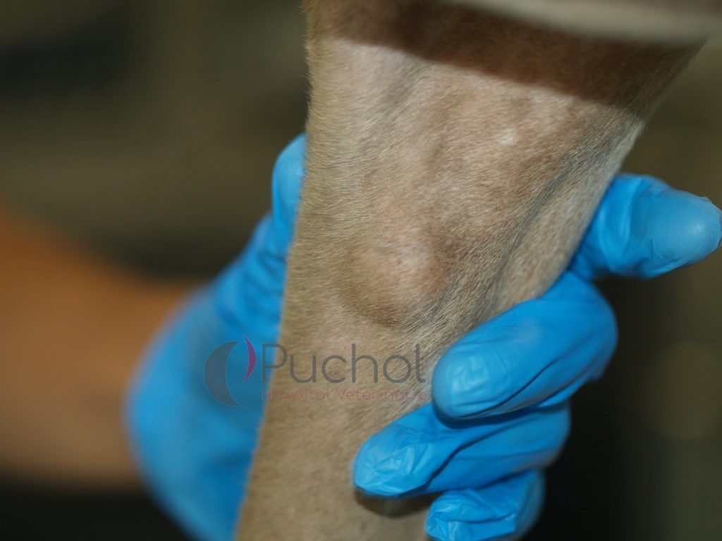 dermatologia_veterinaria