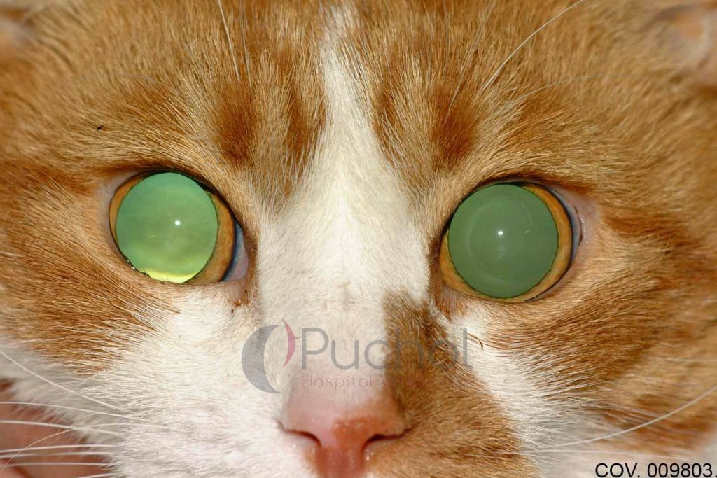 Dilatación de pupilas gato por hipertensión felina