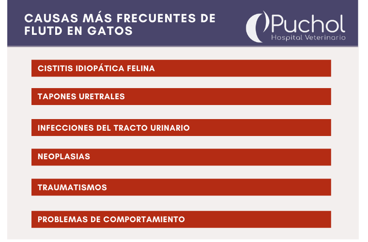 Causas más frecuentes de FLUTD gatos