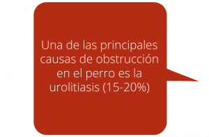 Urolitiasis