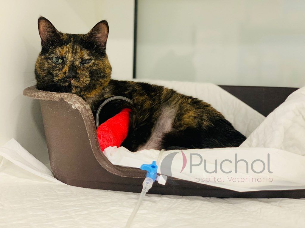 Gato hospitalizado