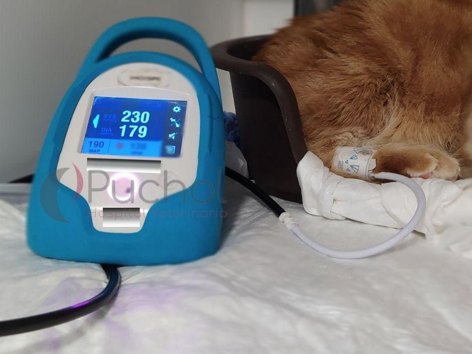 Medición de tensión en gatos