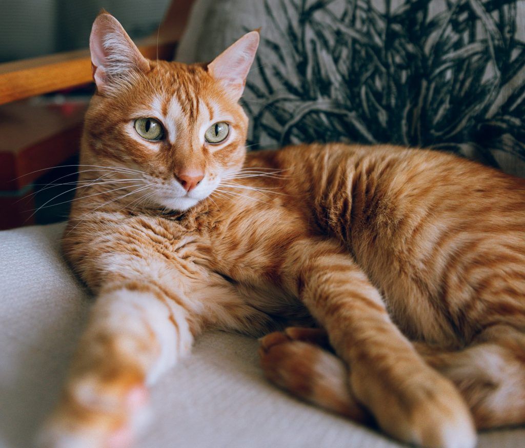 Gato Indoor