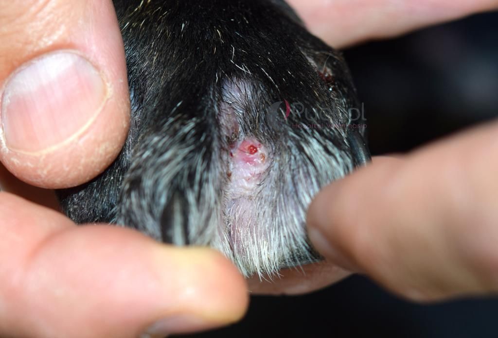 Fítula por espiga interdigital - causa cojera en perros