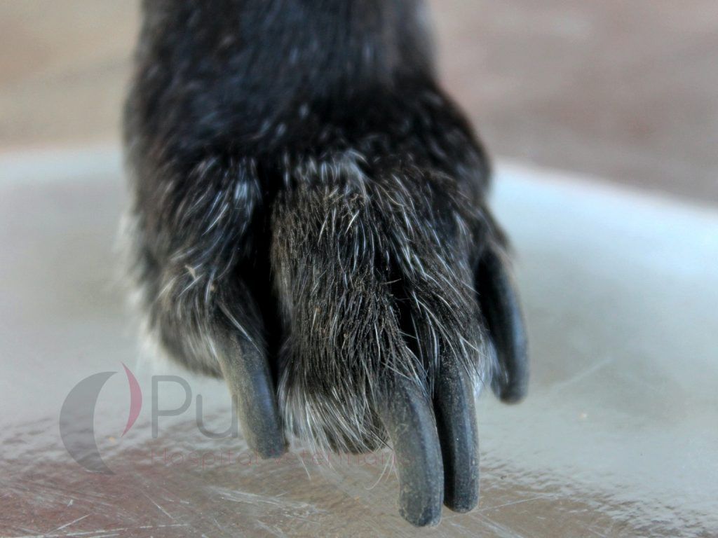 Sobre crecimiento de uñas | Causa de pequeña cojera en perros