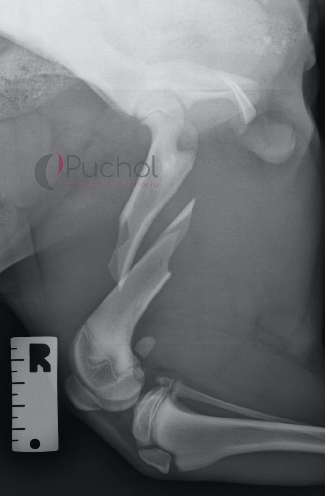 Fratura de fémur | Causa grave de cojera en perros