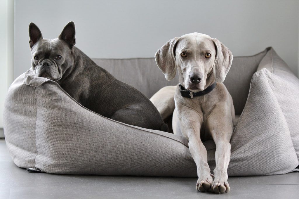 perros descanso
