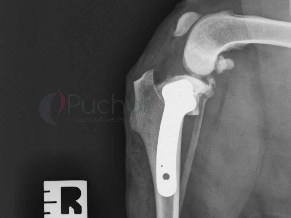 Cirugía de rodilla técnica TPLO | Cojera en perros