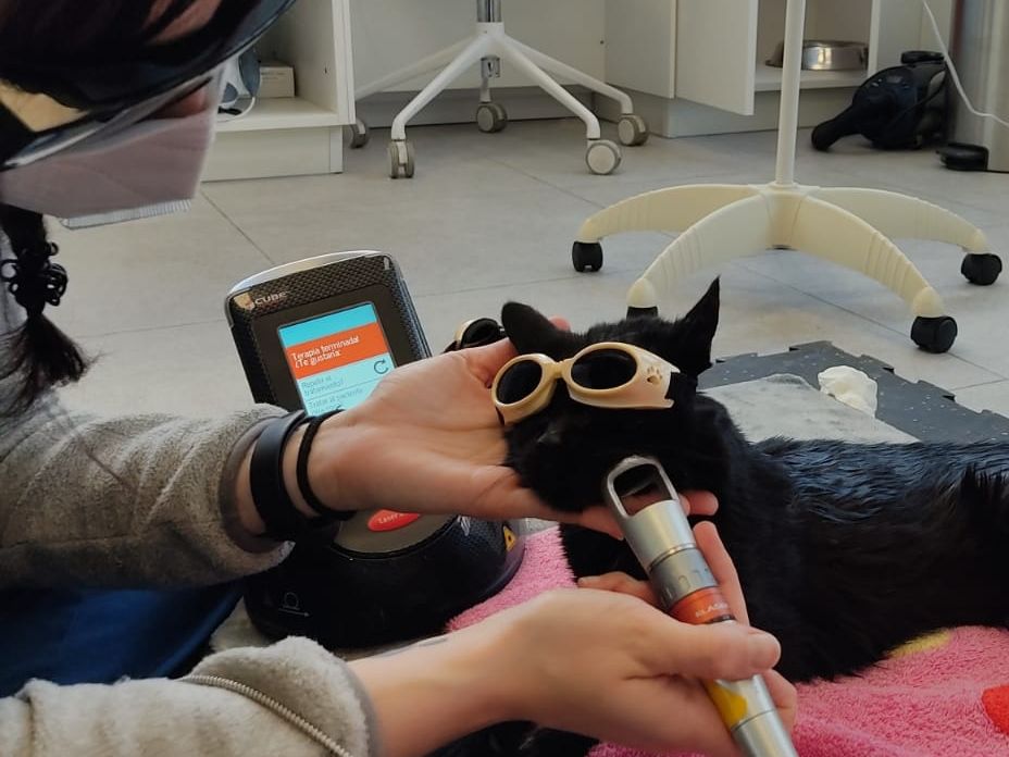 Láser en un gato