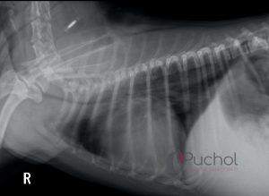 Radiografía tórax perro con copago traqueal