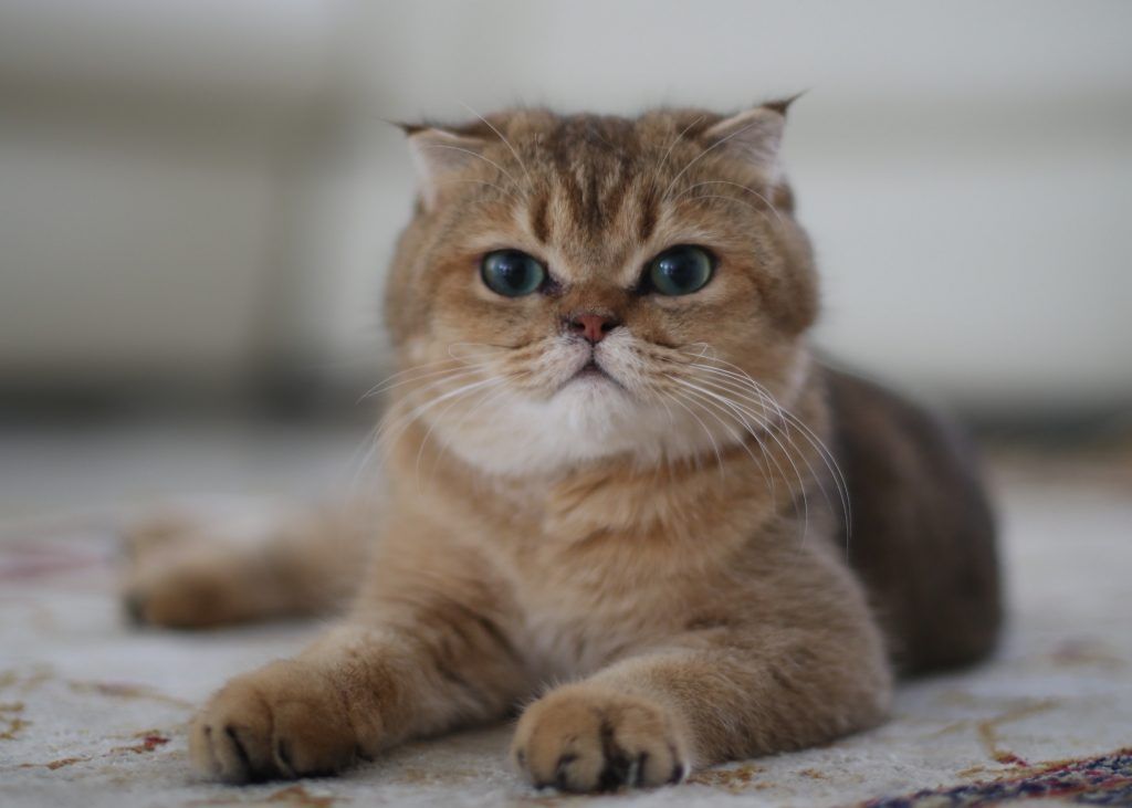 Gato sobre colcha en otoño