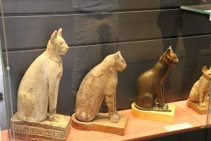 expositor de gatos