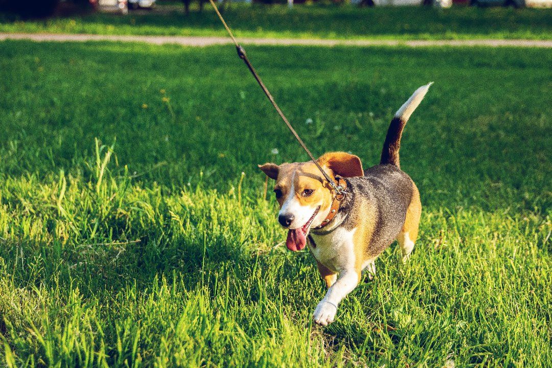 perros paseando y petardos