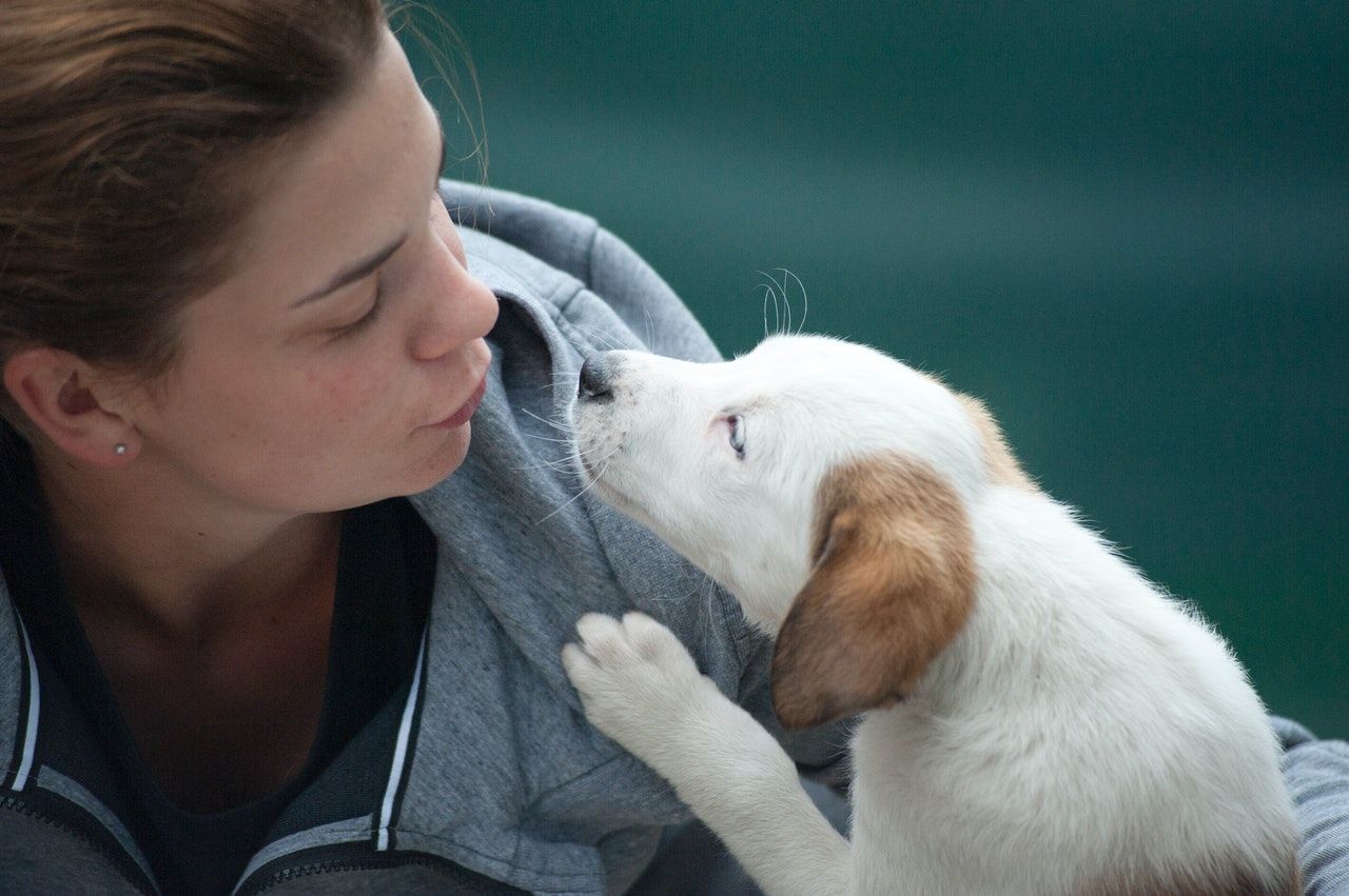 parvovirus cachorros síntomas