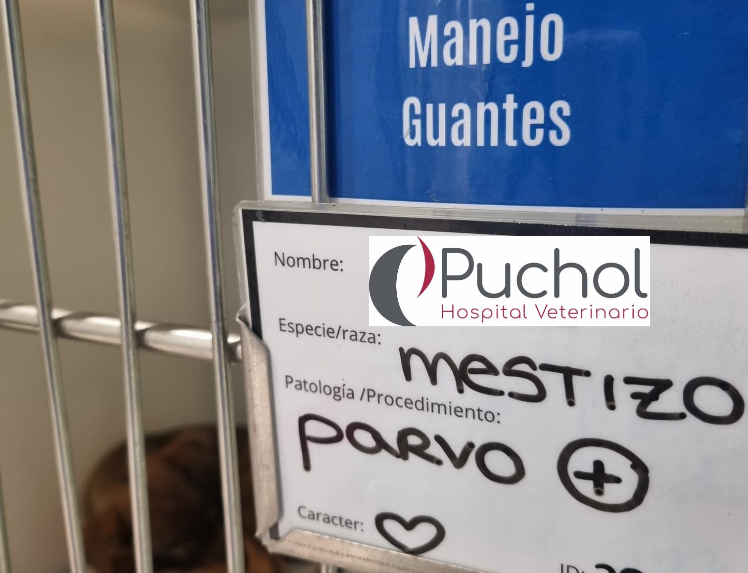 mi perro lleva 7 días con parvovirus