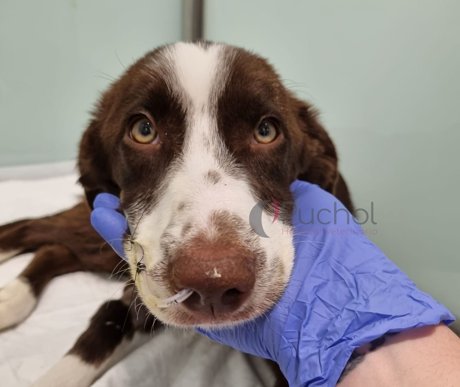 como muere un cachorro con parvovirus